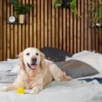 Evcil Hayvan Dostu Evler: Hayvanların Konforunu ve Mutluluğunu Sağlama