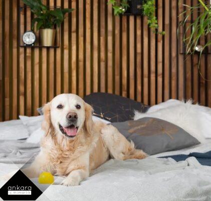 Evcil Hayvan Dostu Evler: Hayvanların Konforunu ve Mutluluğunu Sağlama